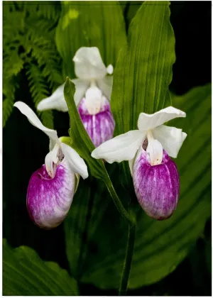 3dRose 22x30 Bath Hand Pool Towel - MN, Itasca SP, Showy Lady-Slipper Flower - US27 PHA0000 - Peter Hawkins Flowers